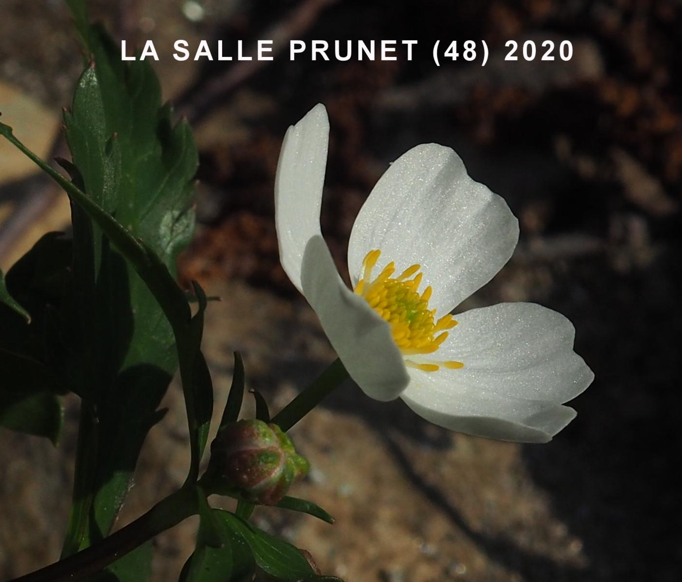 Buttercup, White flower